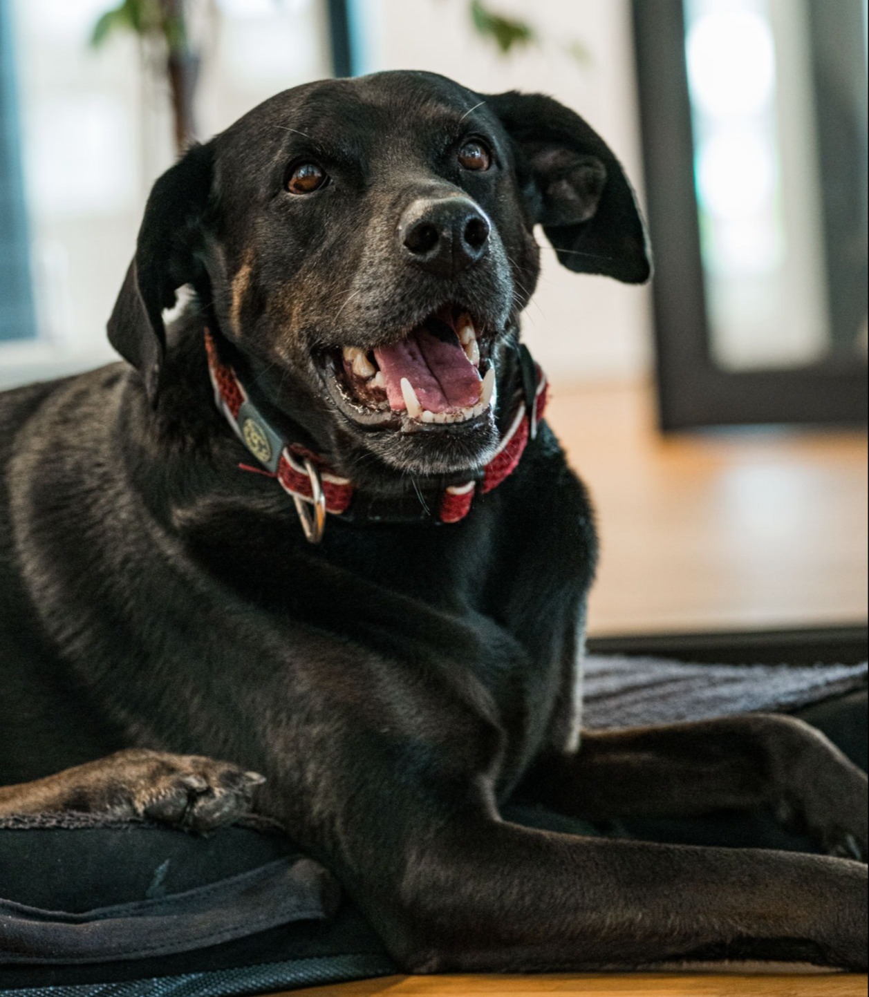 Unser schwarzer Büro Hund Marley